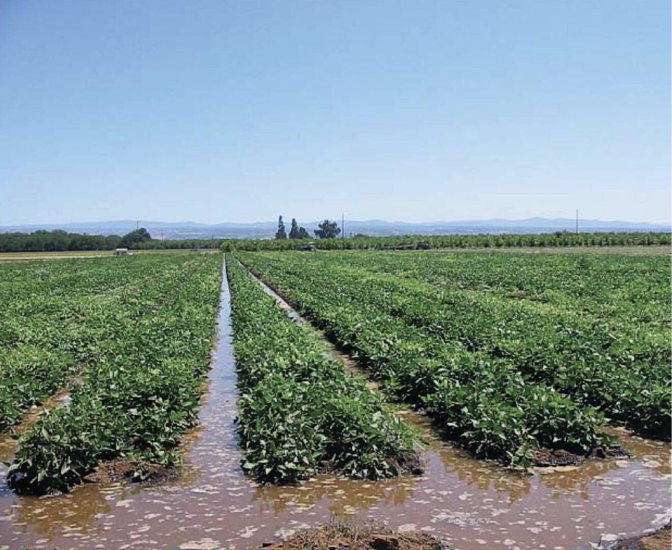 Flooded field of produce